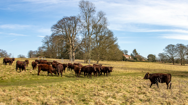 Sussex cattle on estate in front of Hinton Ampner house by Hugh Mothersole